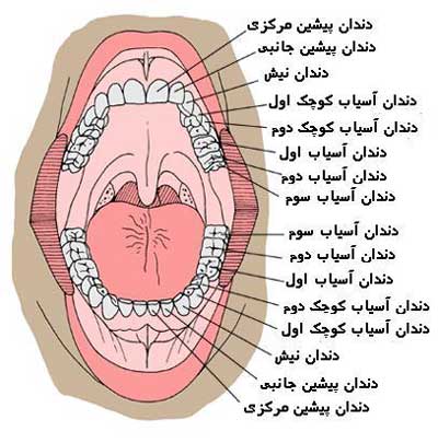 اجزای دندان